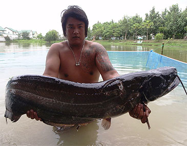 Record photograph for Wallago attu